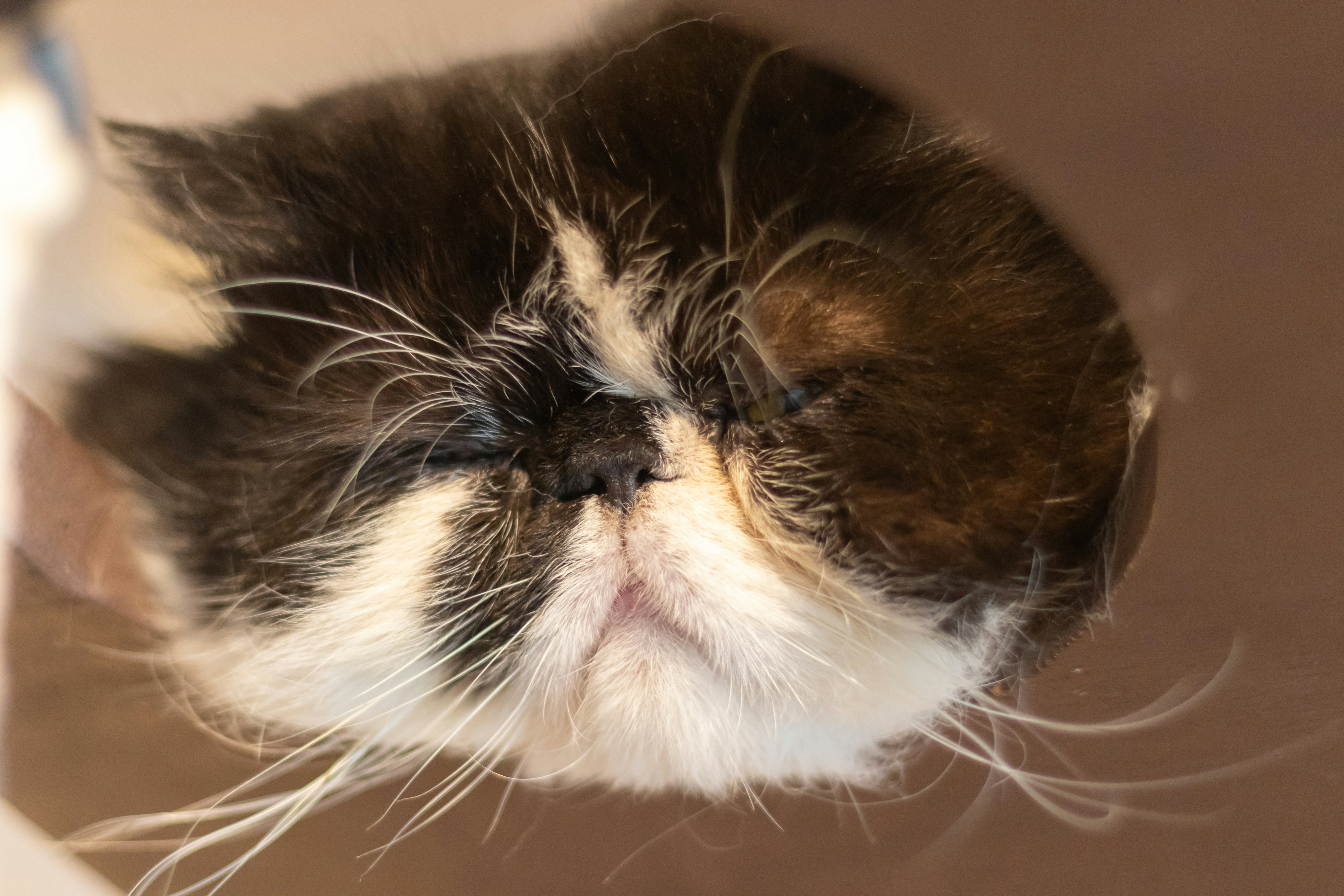 Close-up kucing Persia dengan bulu hitam dan putih