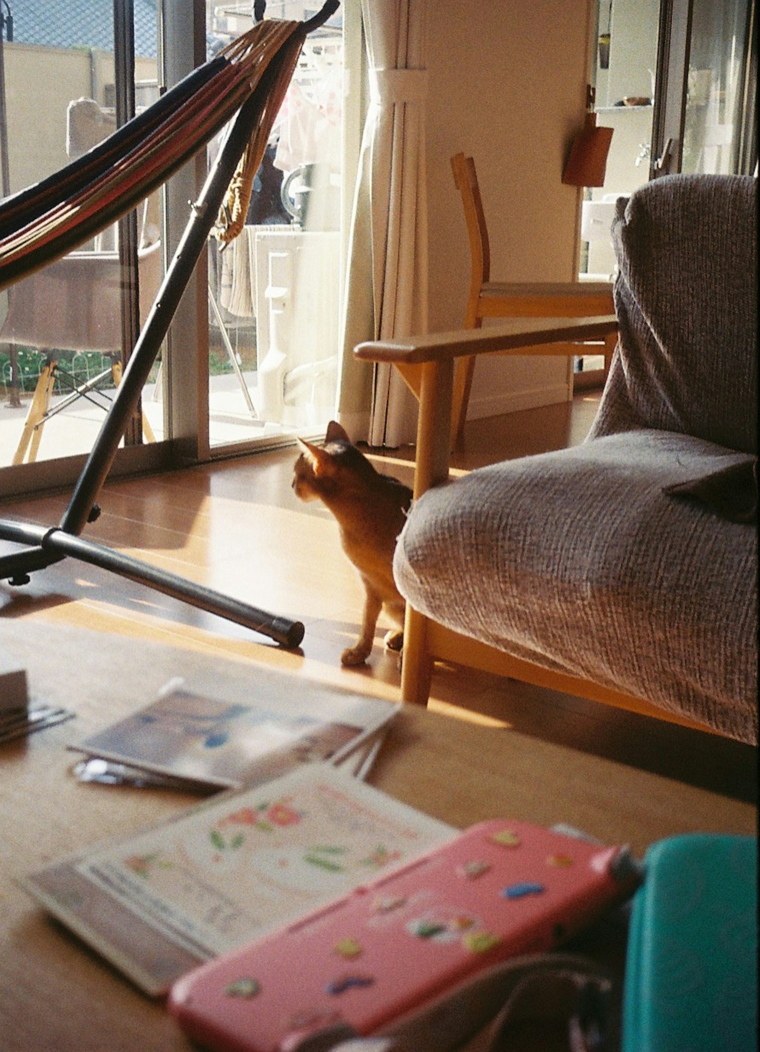 Un gatto marrone in un soggiorno con una sedia e riviste su un tavolo