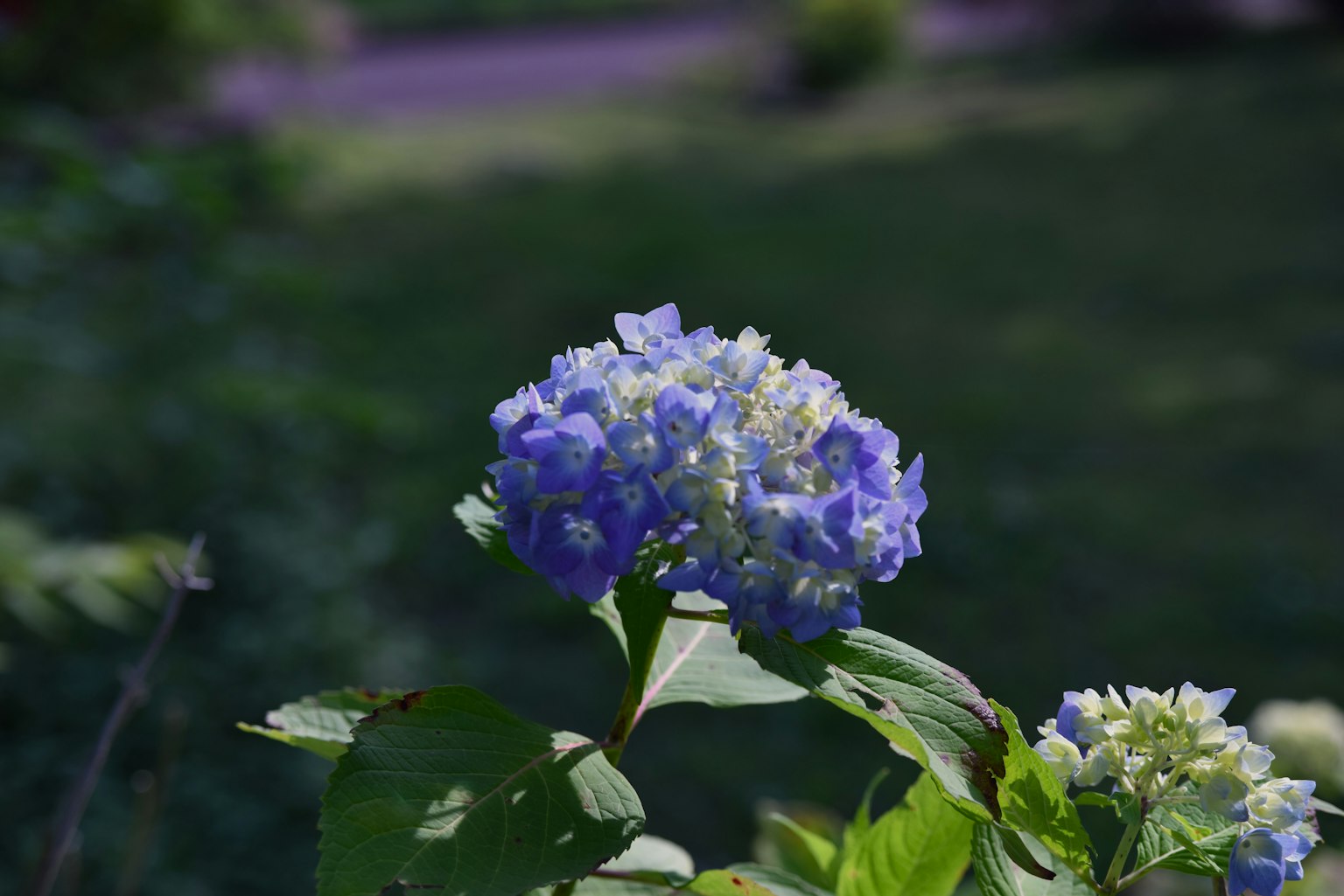Fiore di ortensia blu circondato da foglie verdi