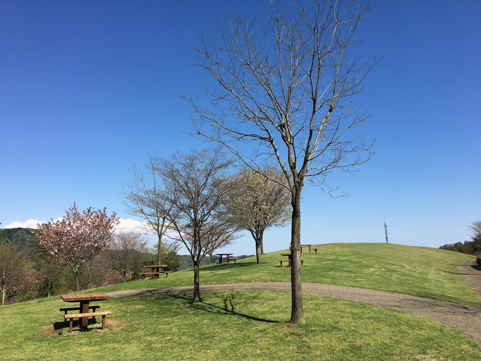 Park landscape under blue sky with bare trees and green grass