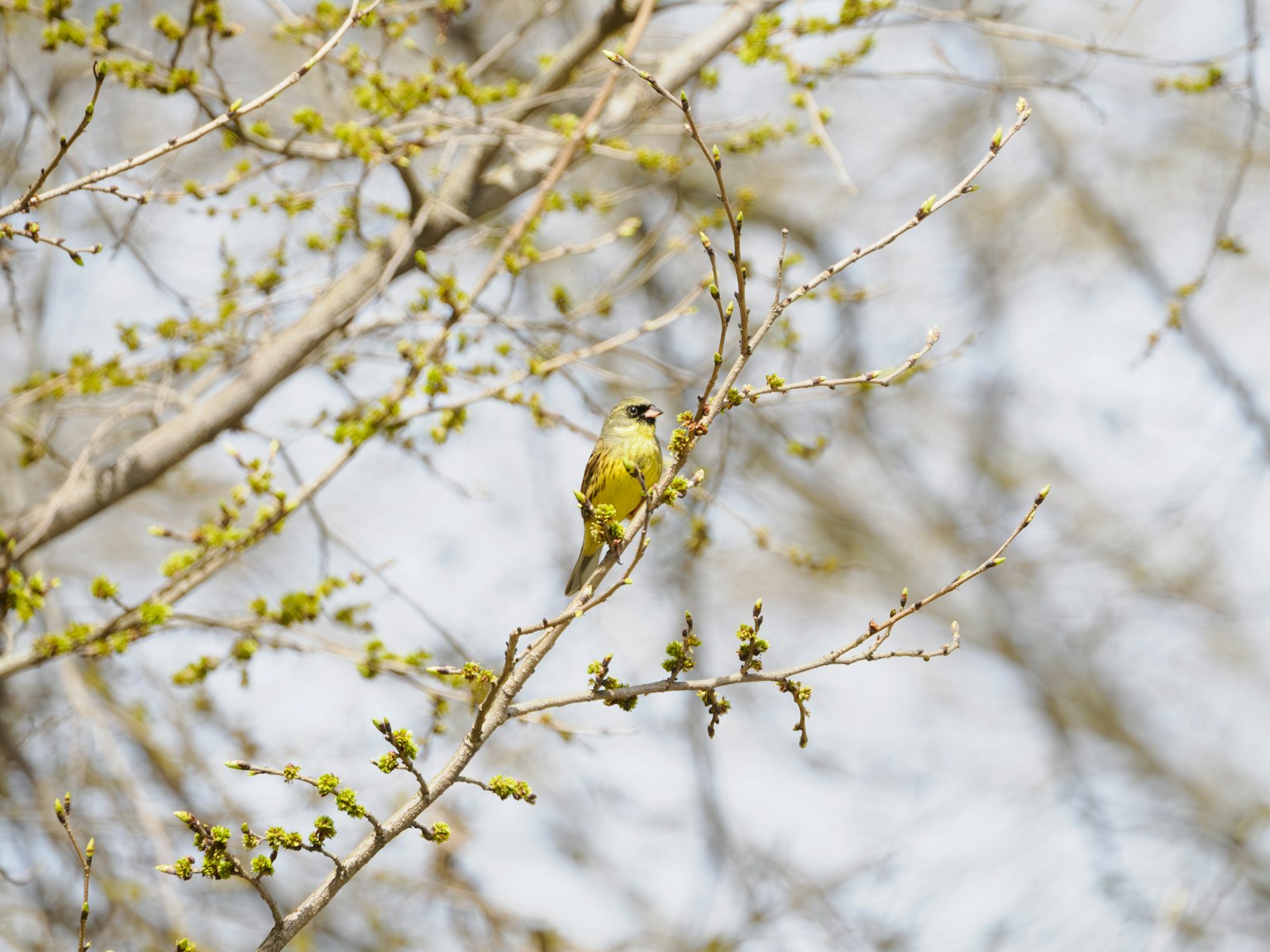 Un piccolo uccello giallo-verde appollaiato su un rametto con foglie in germoglio