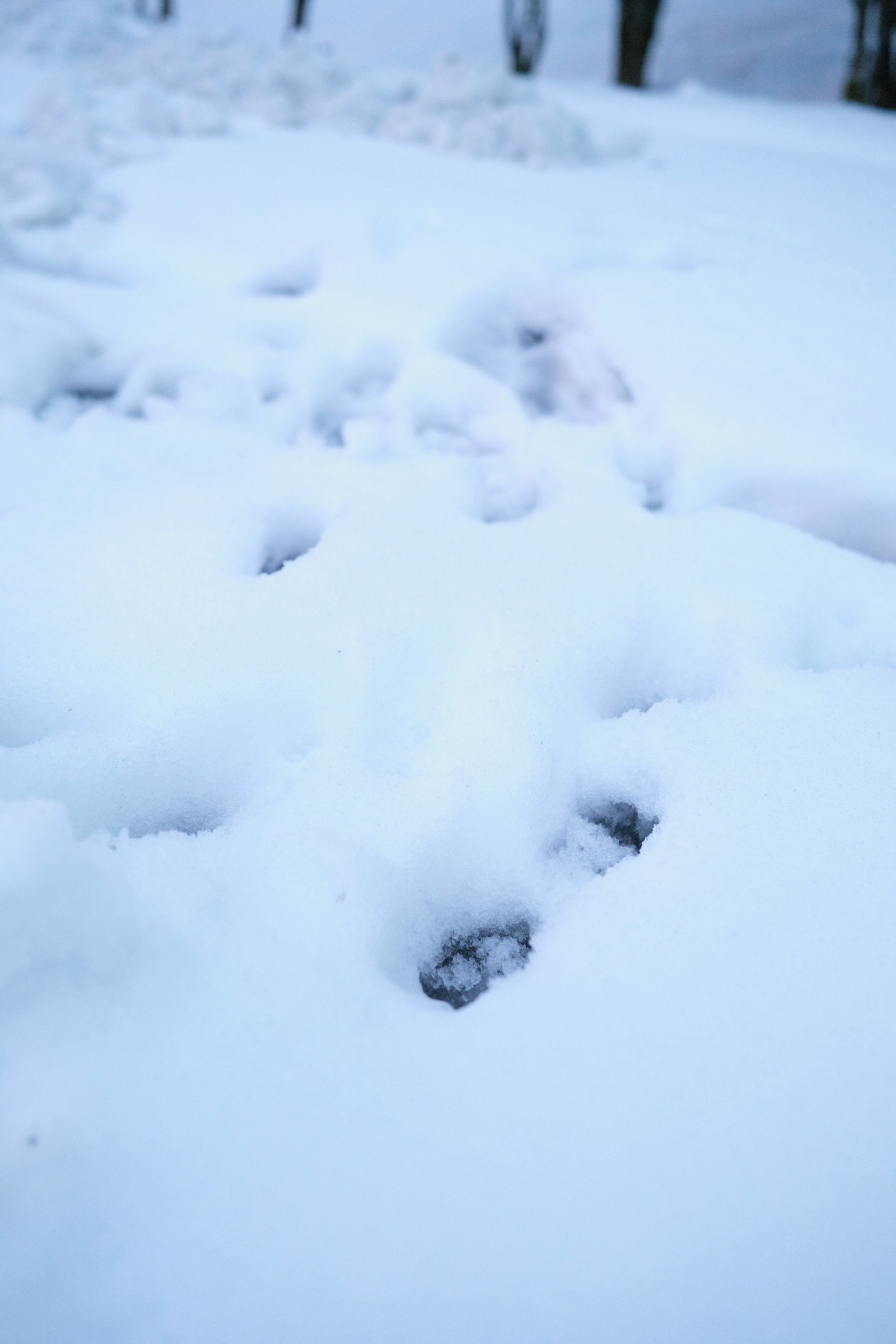 Close-up of footprints in the snow