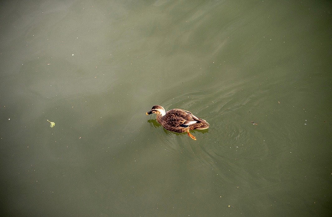 水面を泳ぐアヒルの小鳥