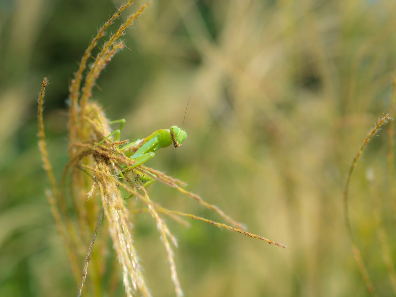 Oruga verde posada sobre un tallo de hierba