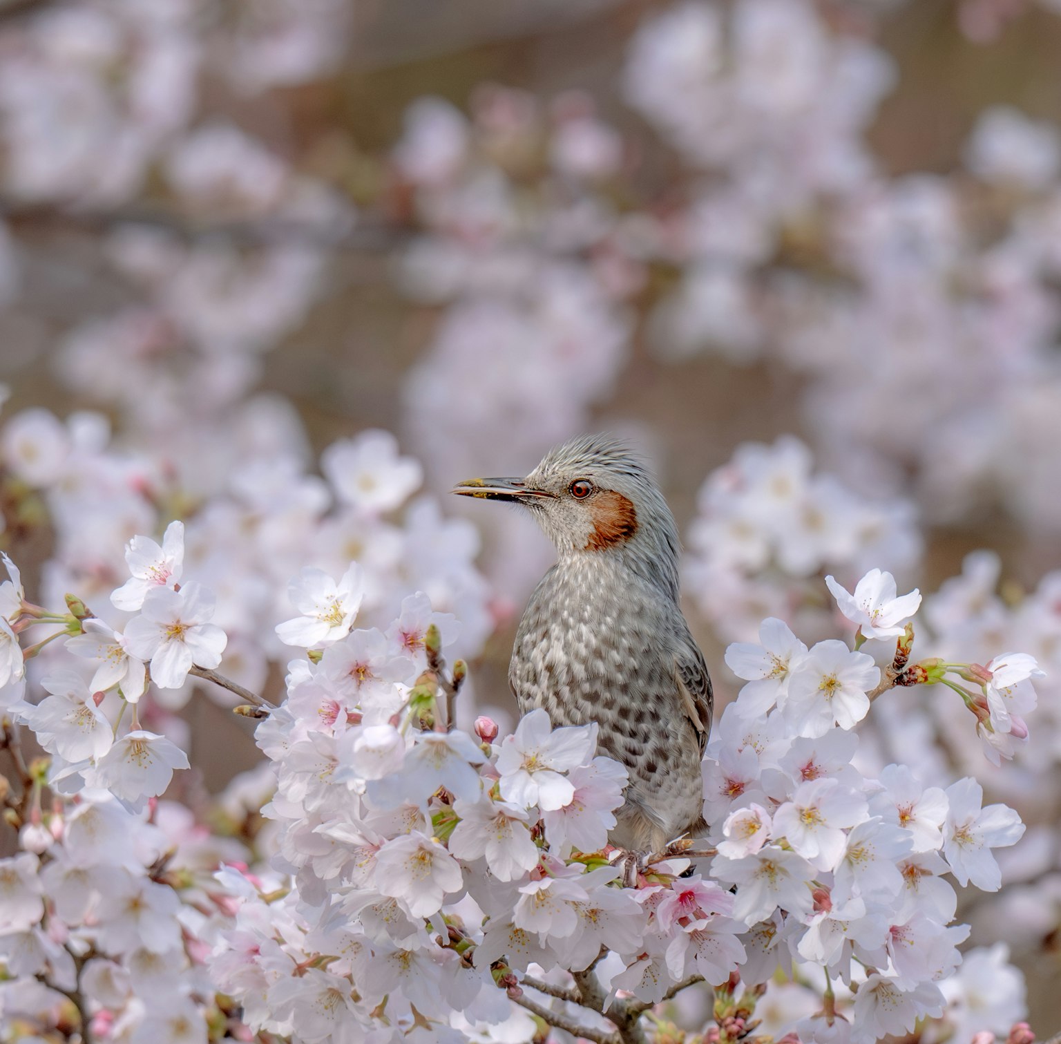 A bird perched among cherry blossoms