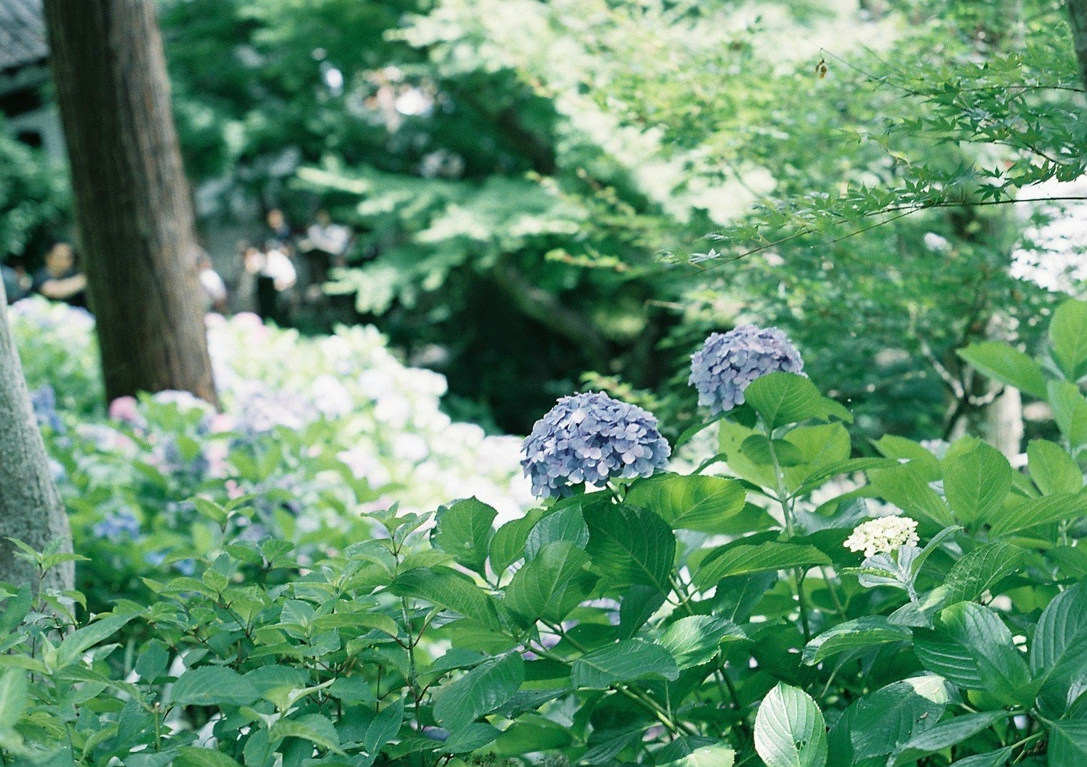 木陰のアジサイと緑の花壇
