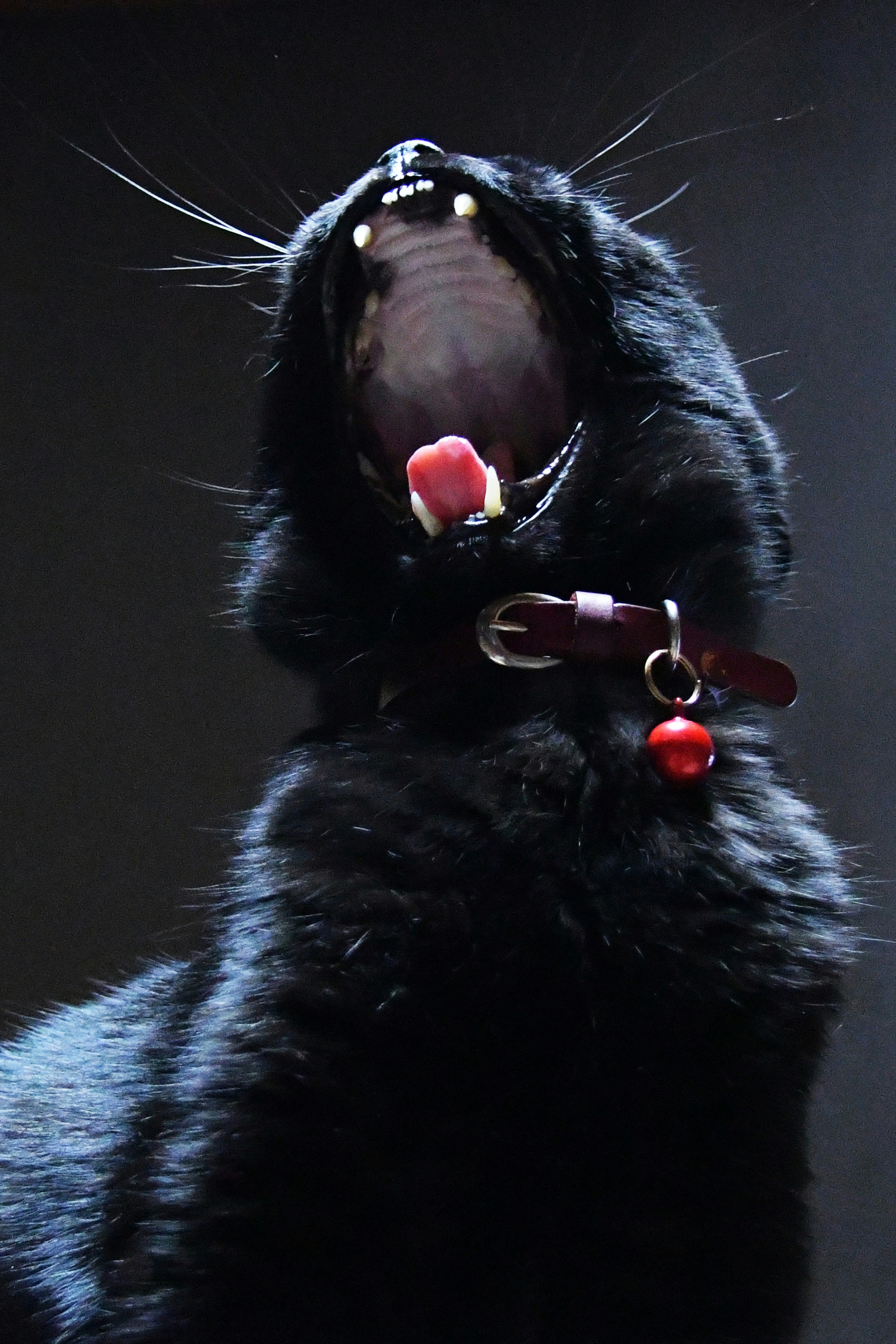 张嘴打哈欠的黑猫特写图片