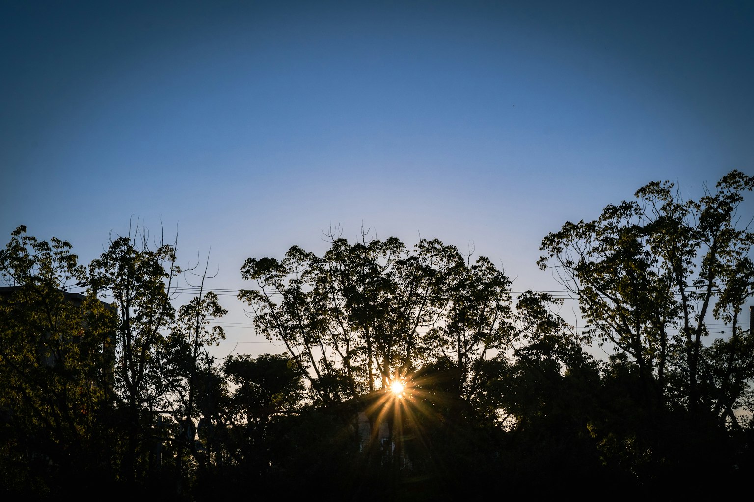 Paesaggio con alberi in silhouette contro un cielo blu e il sole che splende attraverso