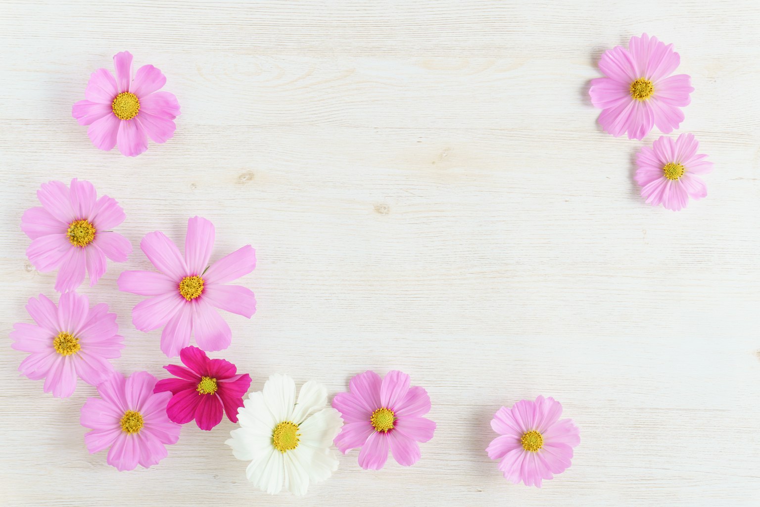 Verstreute rosa Blumen auf einem hellen Holzuntergrund