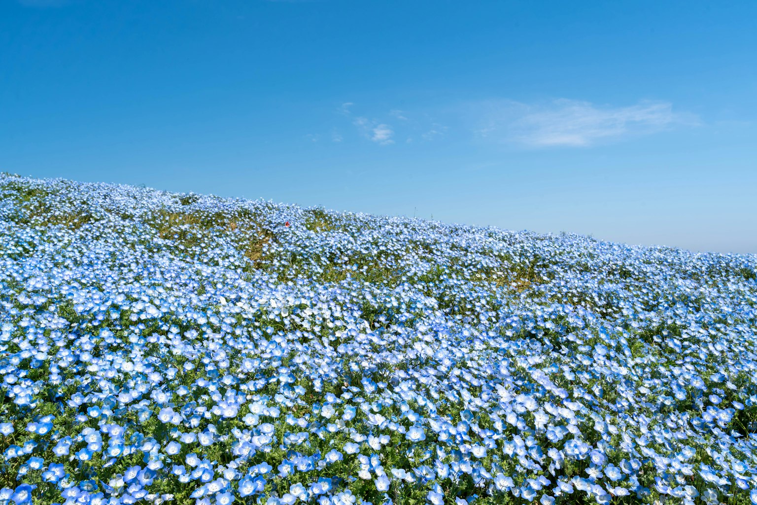Un paisaje de colina cubierto de flores azules en flor bajo un cielo despejado