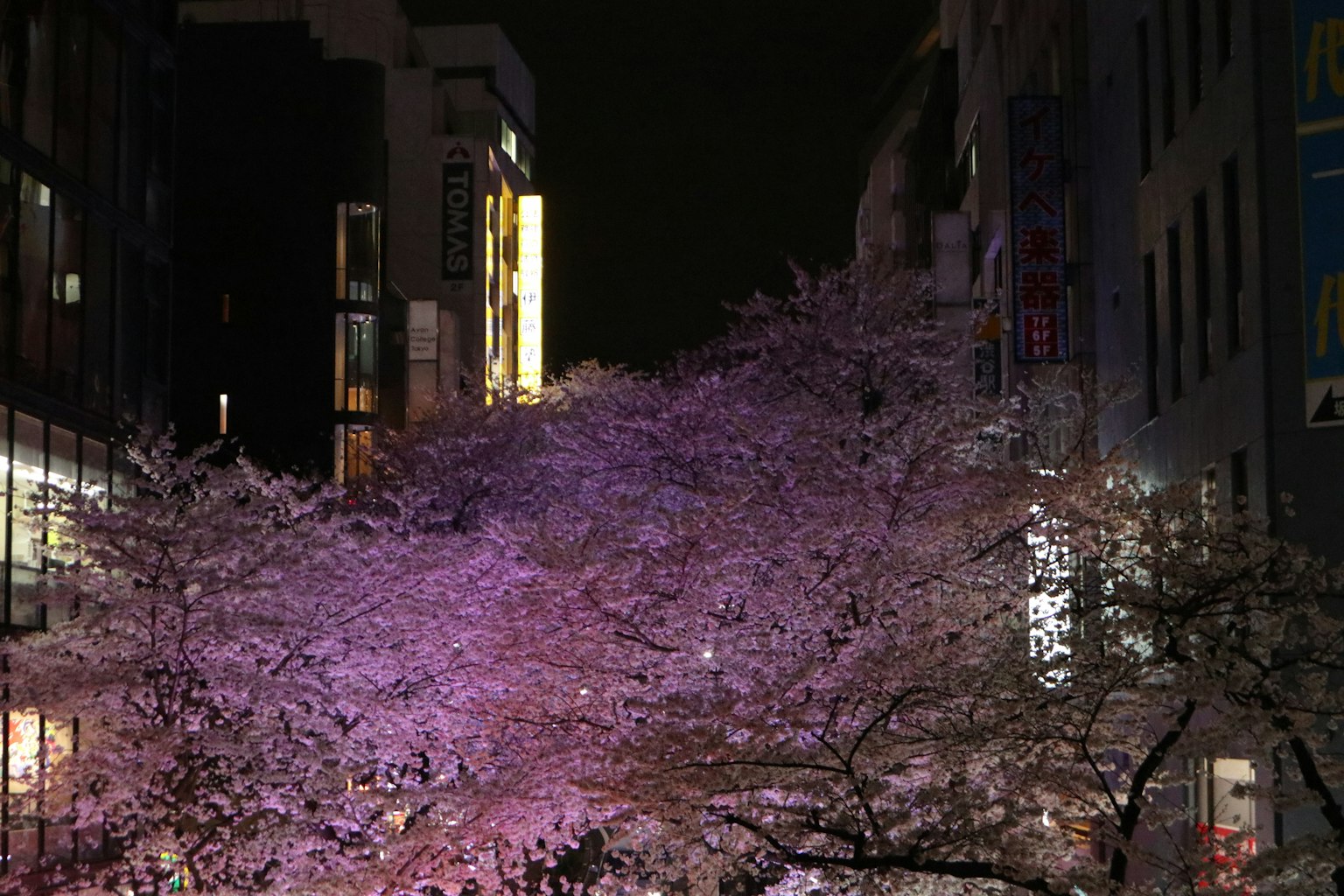 夜间照亮的樱花树与城市背景