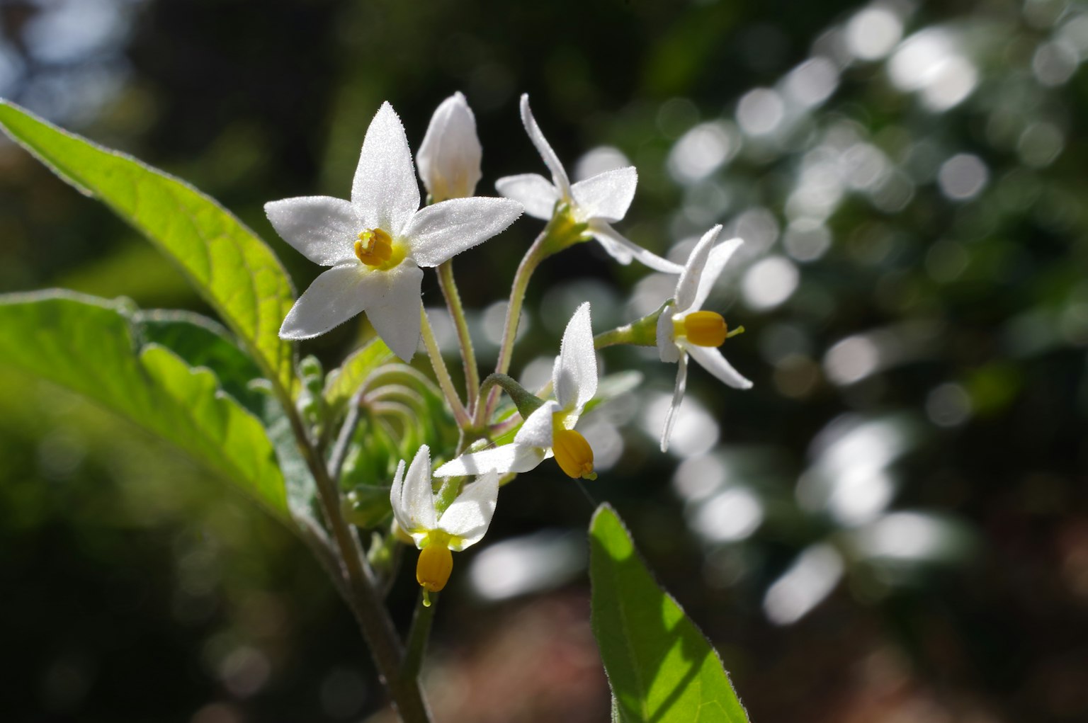 Gros plan d'une plante avec des fleurs blanches et des feuilles vertes