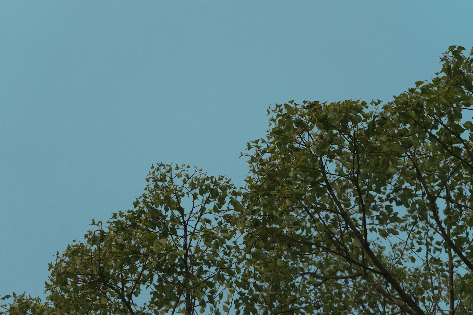 Vue supérieure d'arbres verts sous un ciel bleu