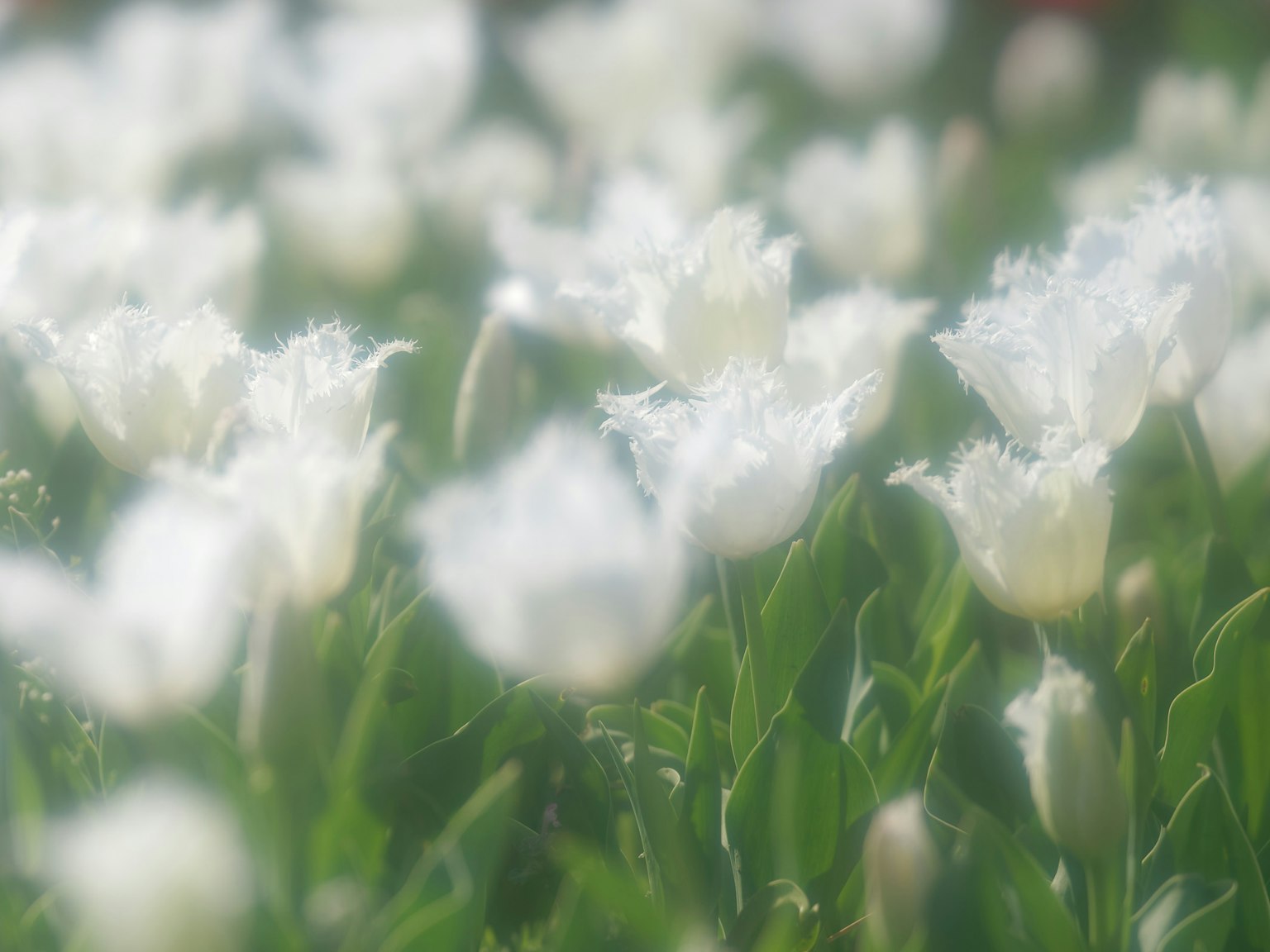 Campo di tulipani bianchi in fiore con messa a fuoco morbida