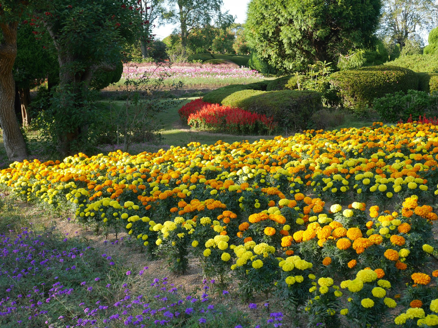 Paisaje de jardín vibrante con flores coloridas