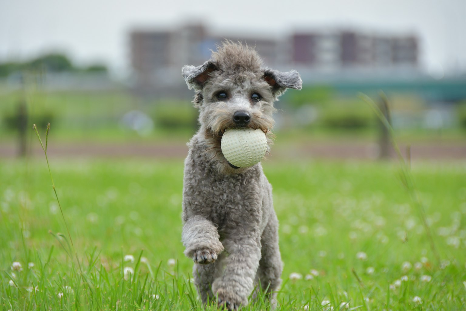 Chien gris courant avec une balle dans la bouche dans un large champ herbeux