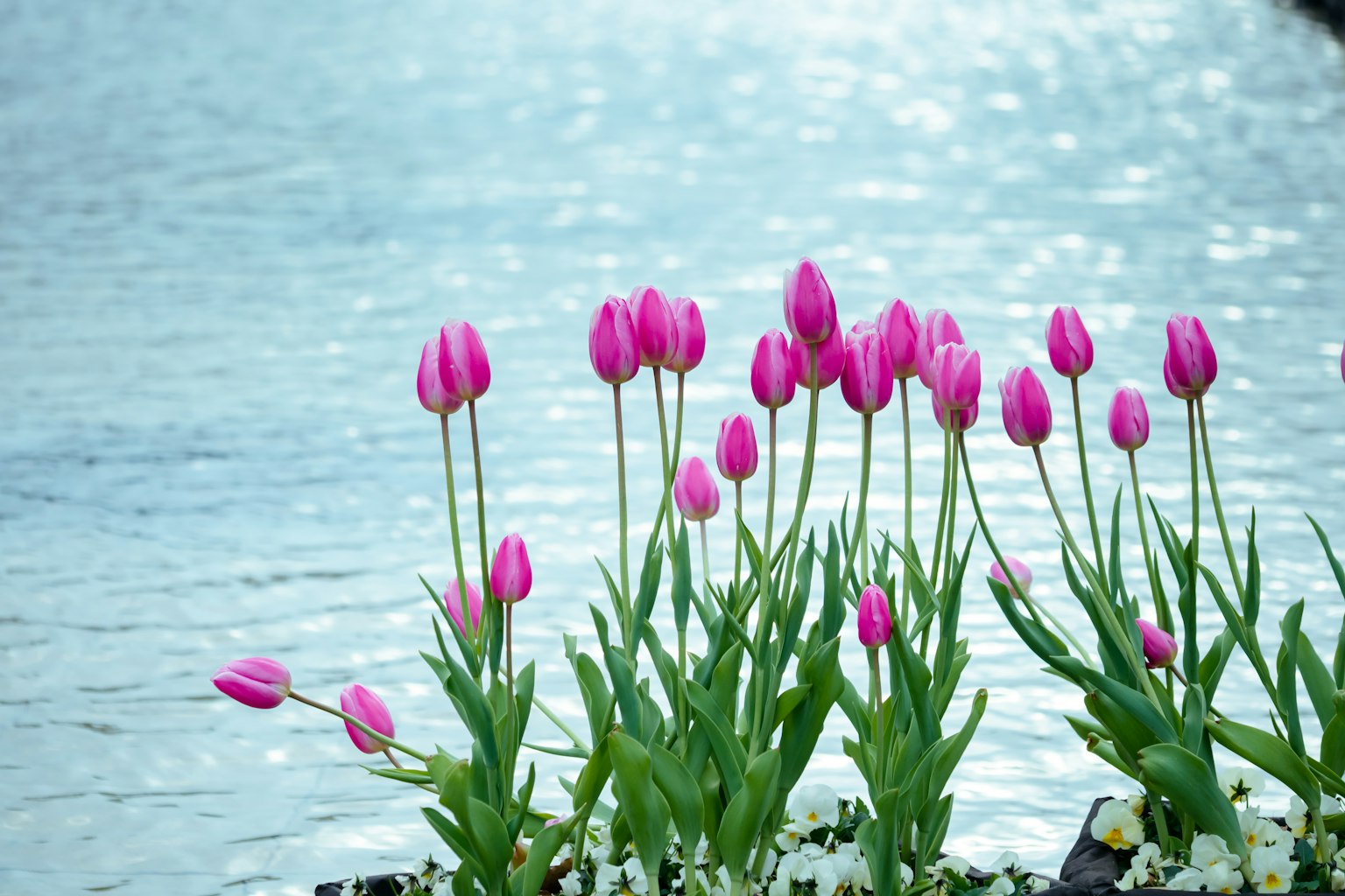 Gruppo di tulipani rosa in fiore vicino all'acqua