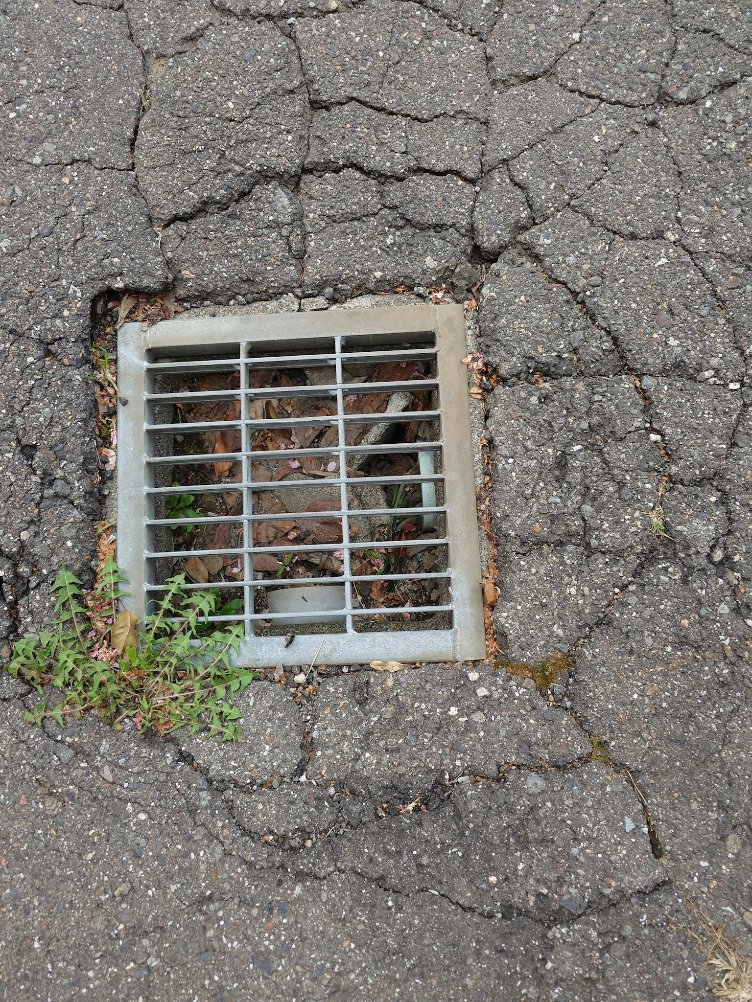 Grated storm drain in cracked asphalt with weeds