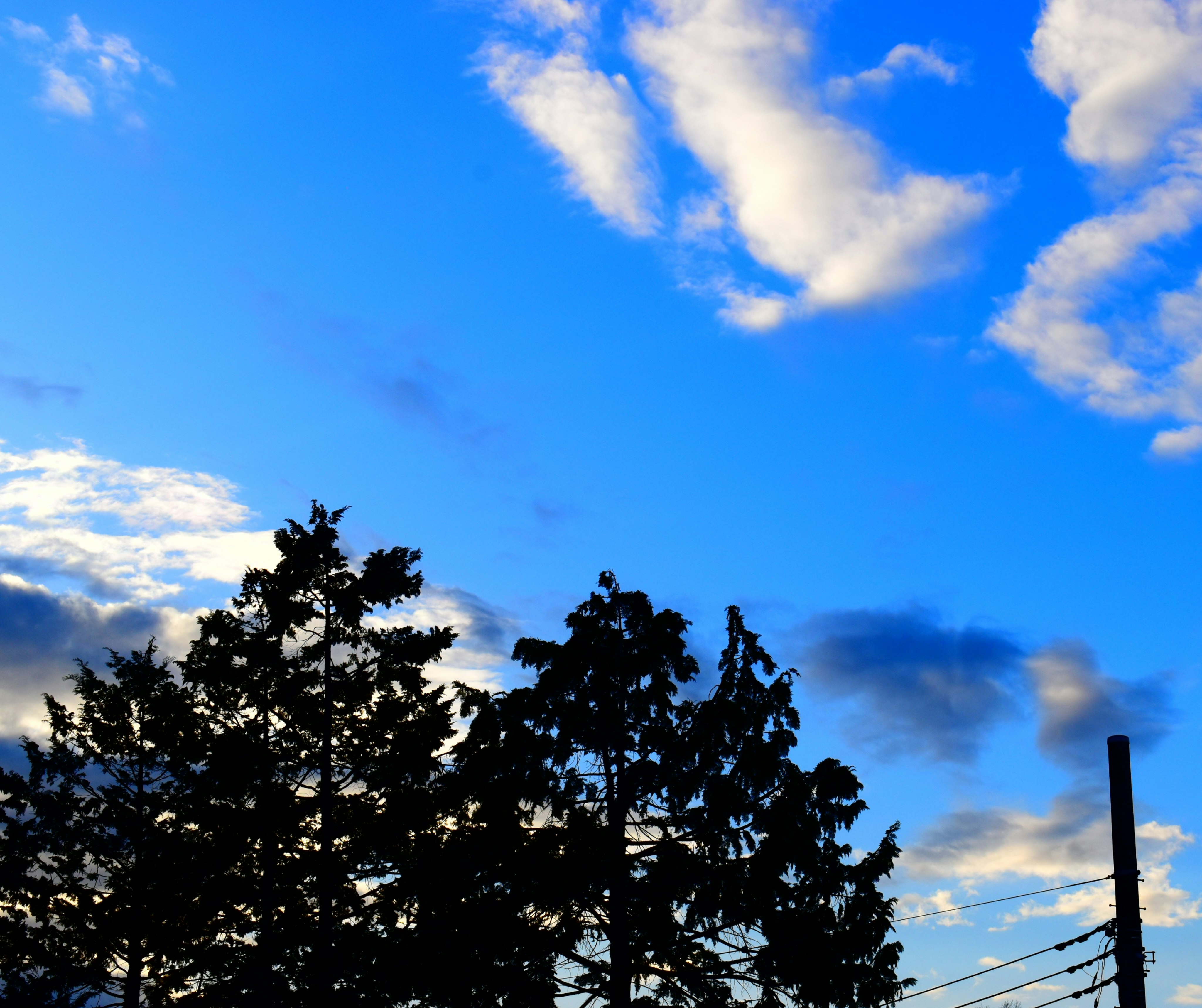 森の向こうに広がる青空と雲