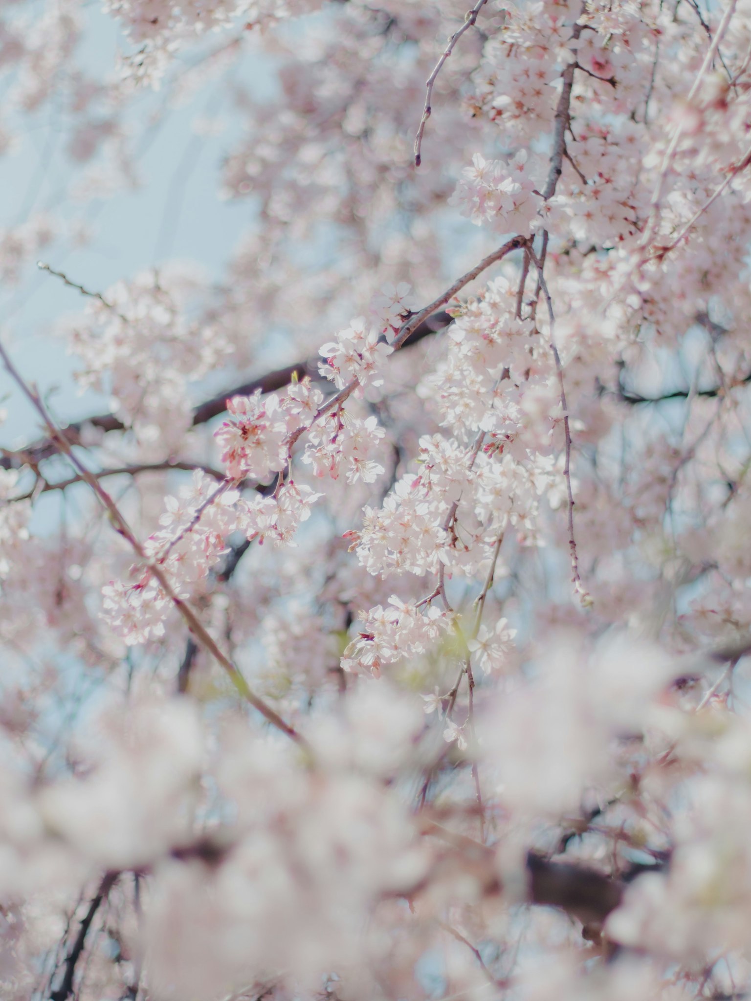 Kedekatan cabang bunga sakura dengan bunga merah muda pucat di latar belakang langit biru