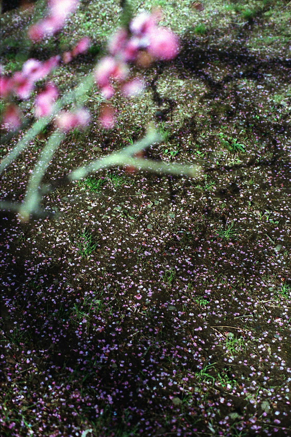 地面に散る花びらと小さな草のある自然の地面