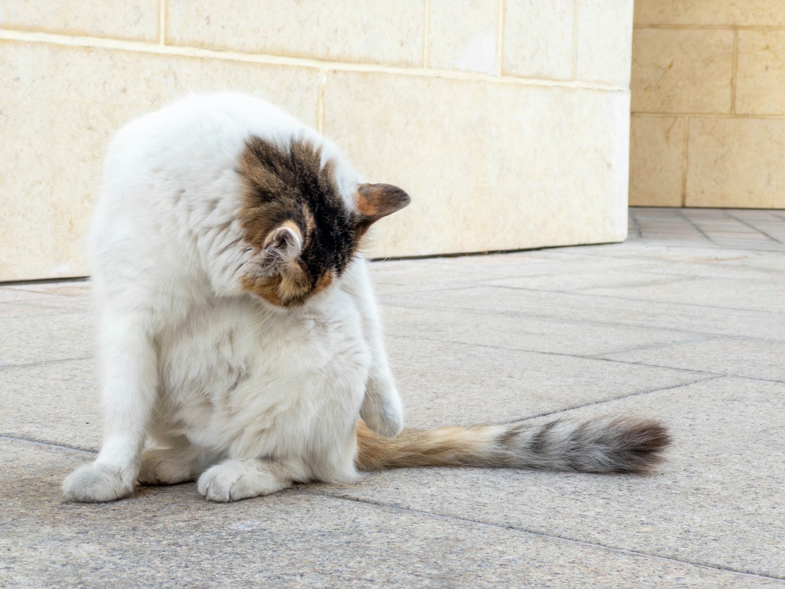 A cat grooming itself while sitting on a tiled surface