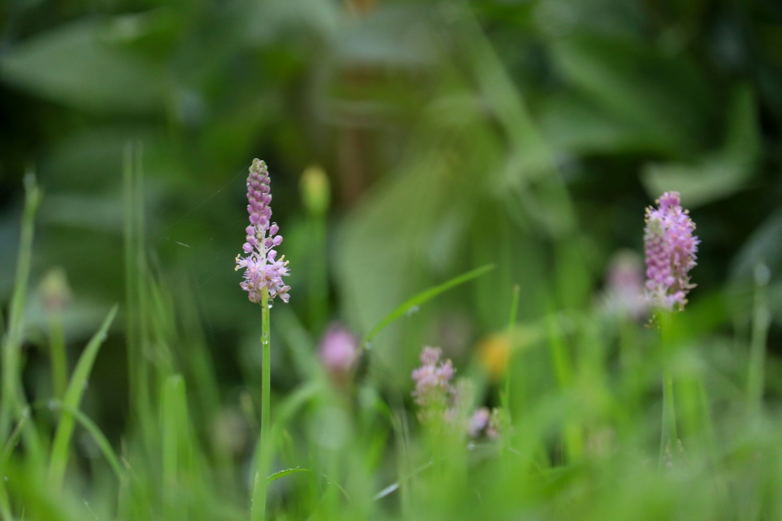 Una scena con fiori rosa che fioriscono su uno sfondo verde