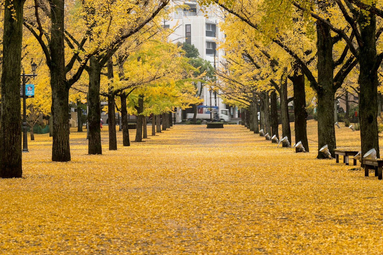 Park pathway covered in yellow leaves with trees lining the sides