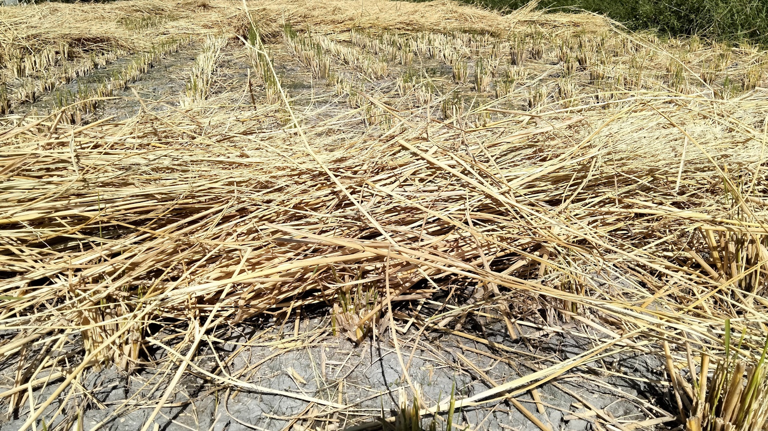 Un paysage de tiges de riz sèches étalées sur un champ