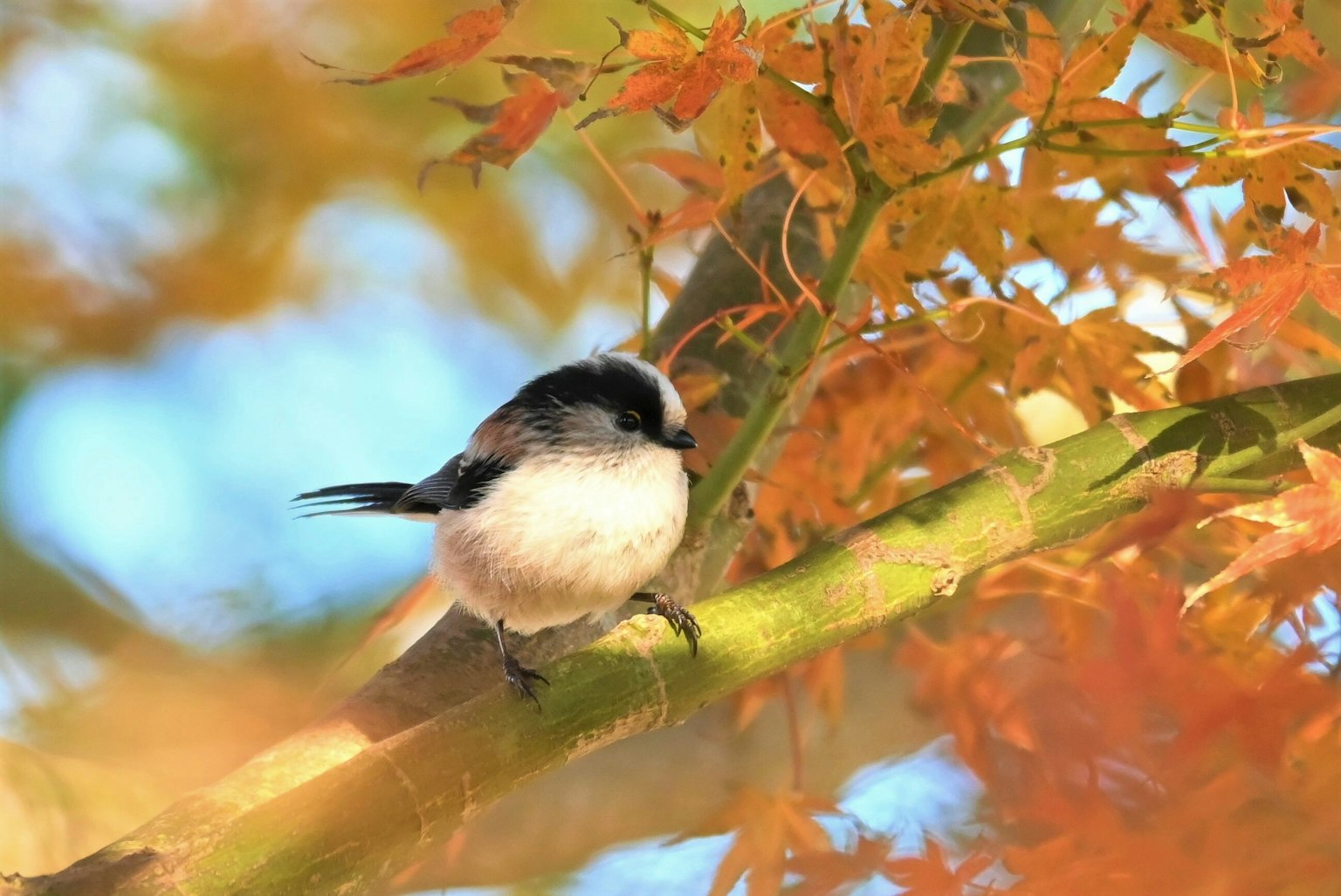 Ein kleiner Vogel auf einem Zweig zwischen herbstlichen Blättern