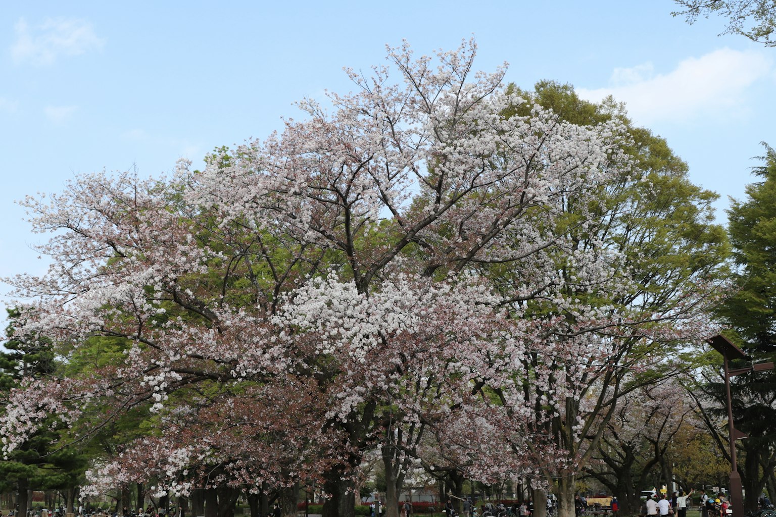Blühender Kirschbaum mit blauem Himmel
