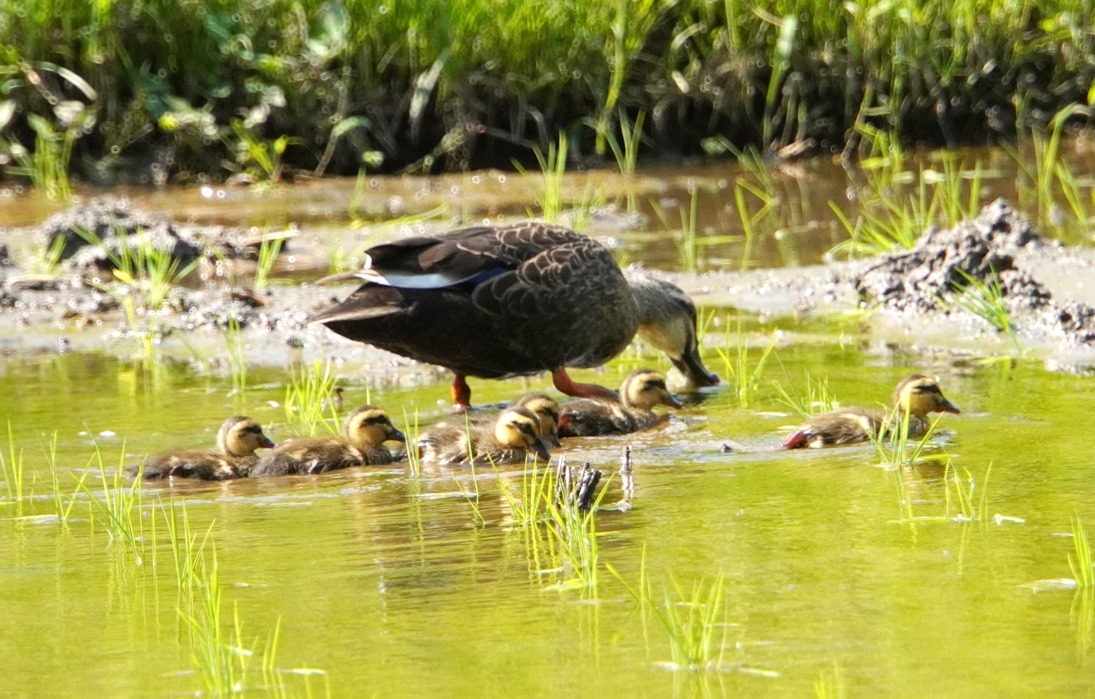 Eine Mutterente sucht Futter mit ihren Entenküken in einem Feuchtgebiet