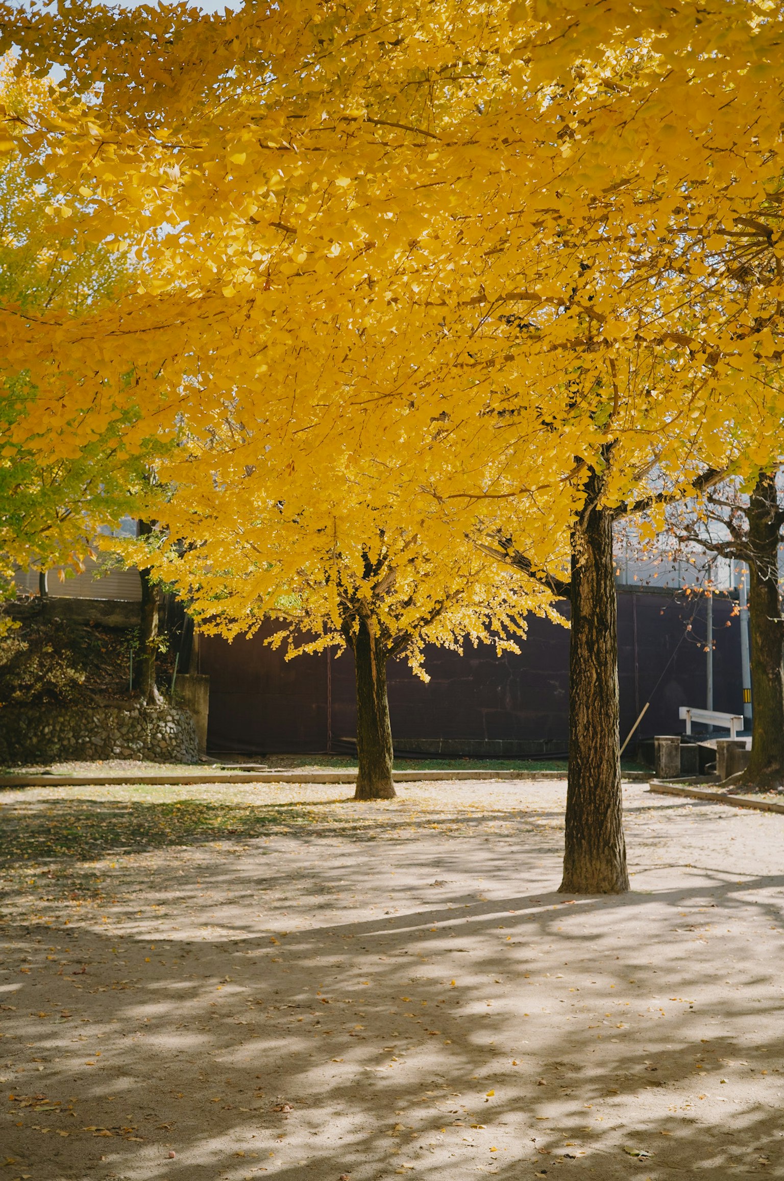A scenic view of trees with vibrant yellow leaves in an autumn park