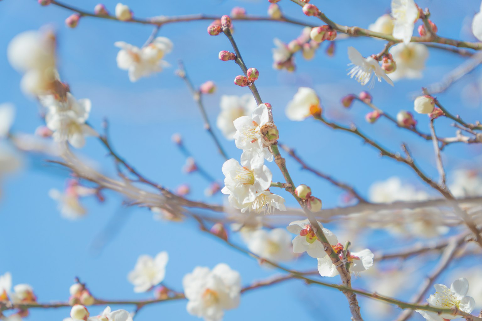 Branches with white flowers and buds against a blue sky