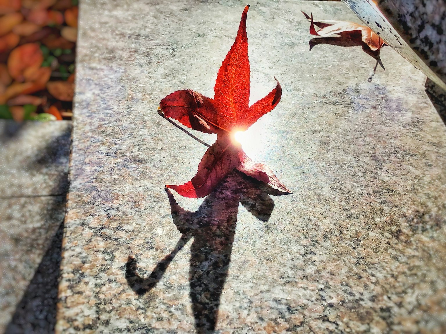 Rote Blütenblätter, die Licht reflektieren, mit Schatten auf einer Oberfläche