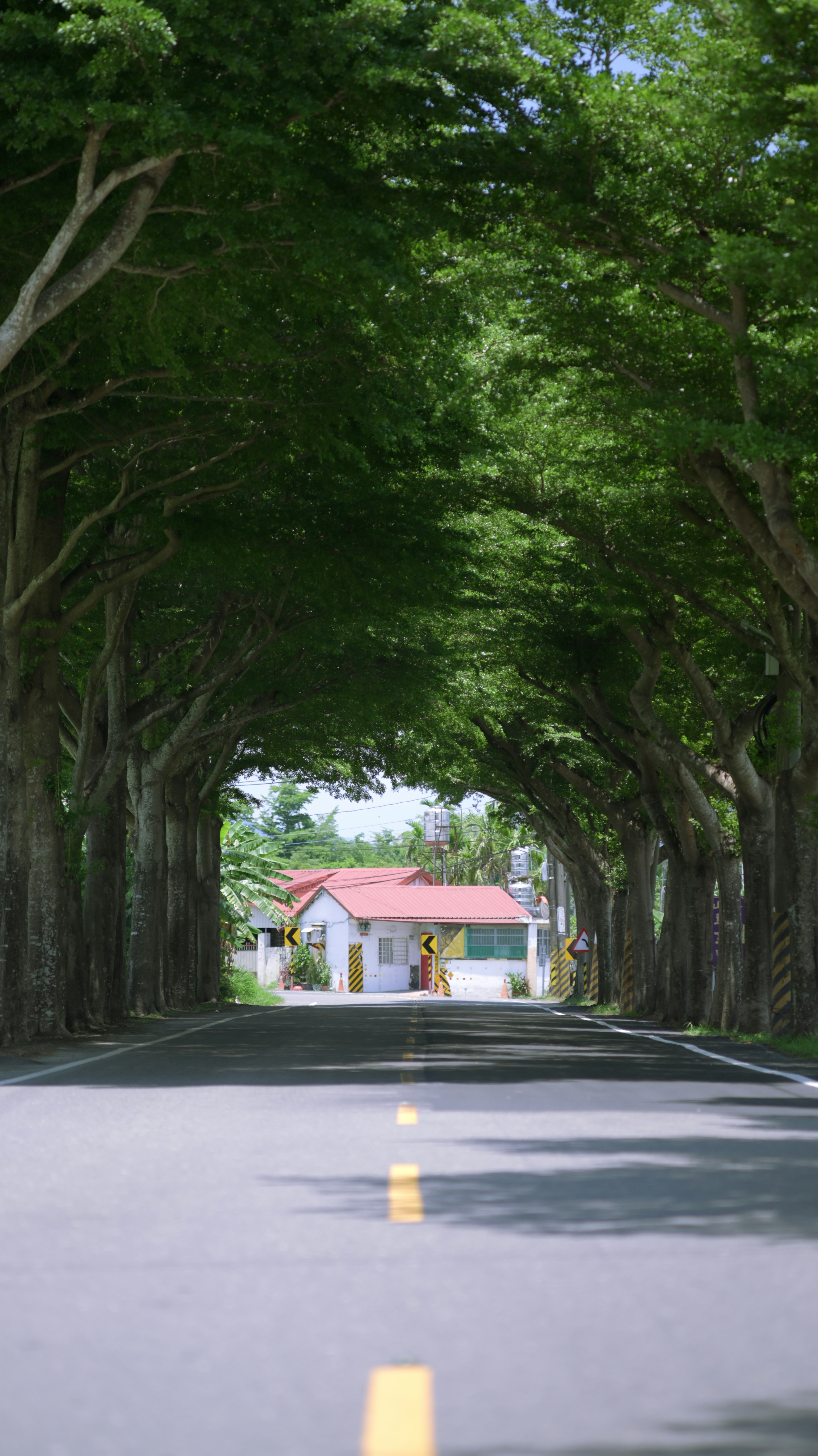 木々のトンネルが続く田舎道の風景