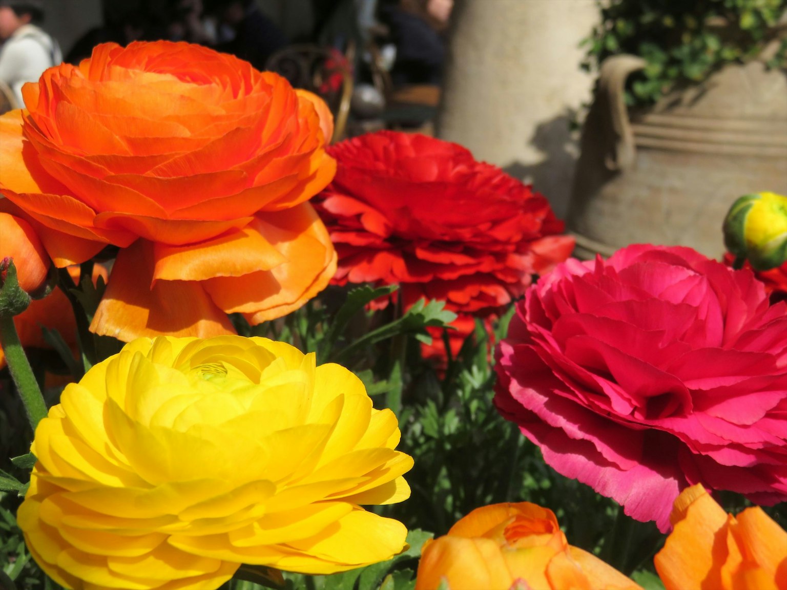 Flores de ranúnculo vibrantes en varios colores floreciendo