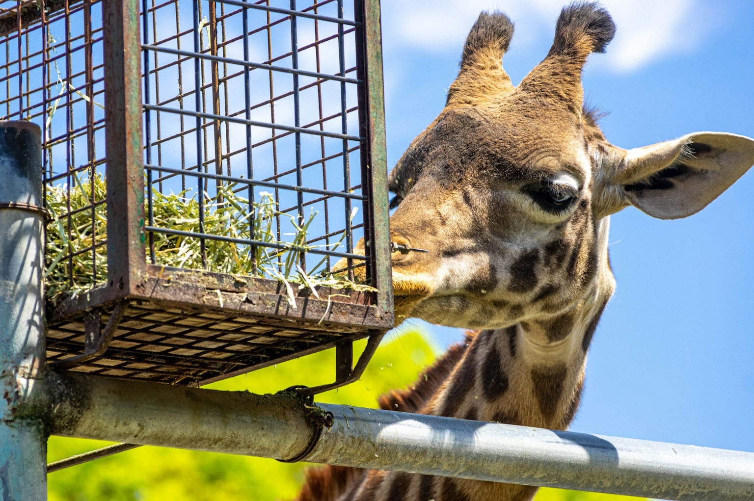 Girafe se nourrissant d'un distributeur de foin