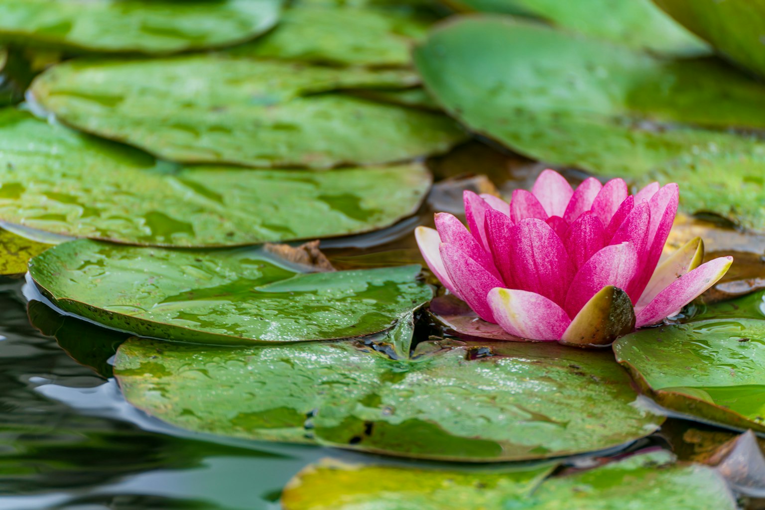 Ninfea rosa che fiorisce tra le foglie verdi di ninfea sull'acqua