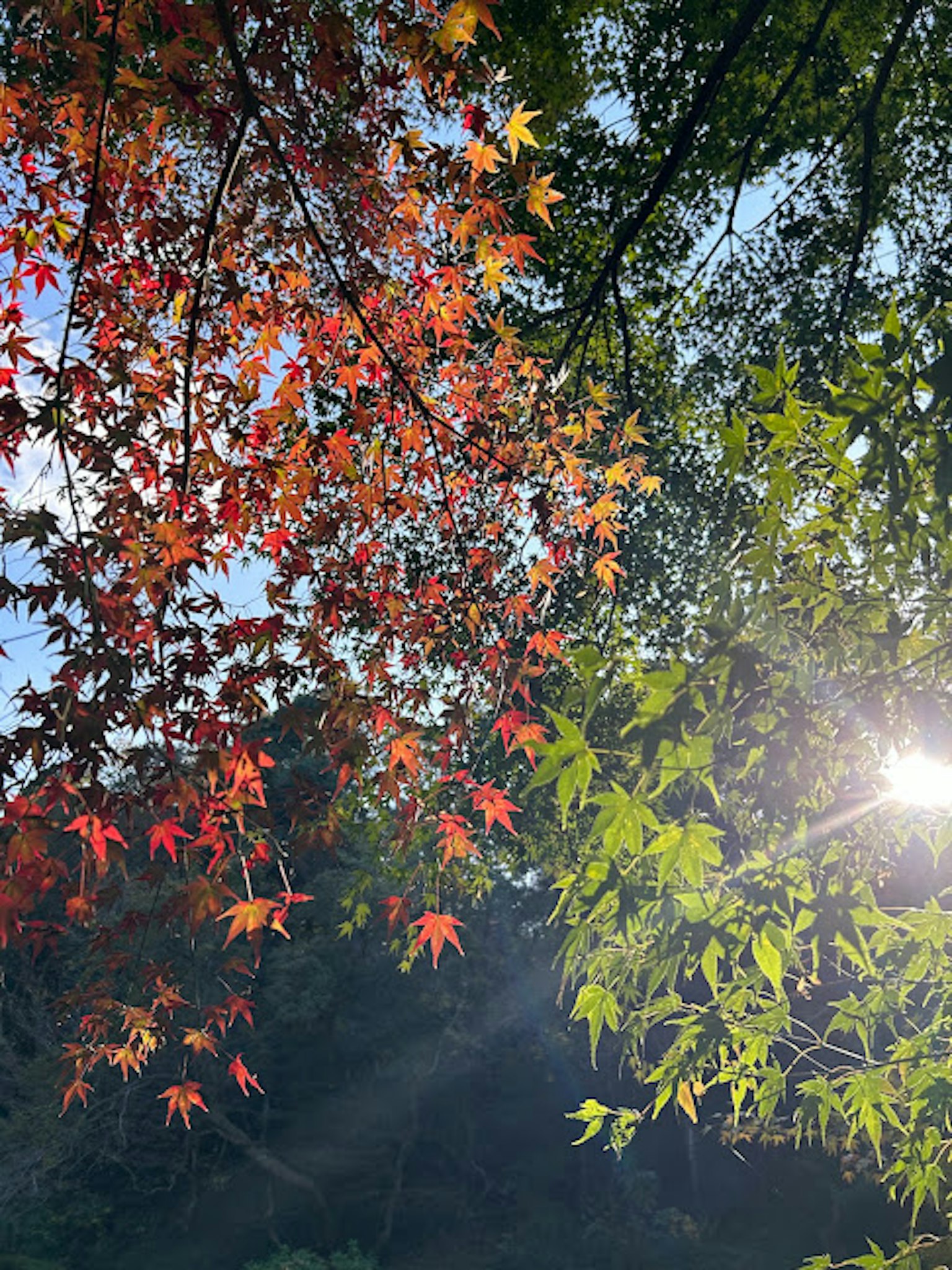 鮮豔的紅色和綠色葉子重疊，陽光透過秋季場景