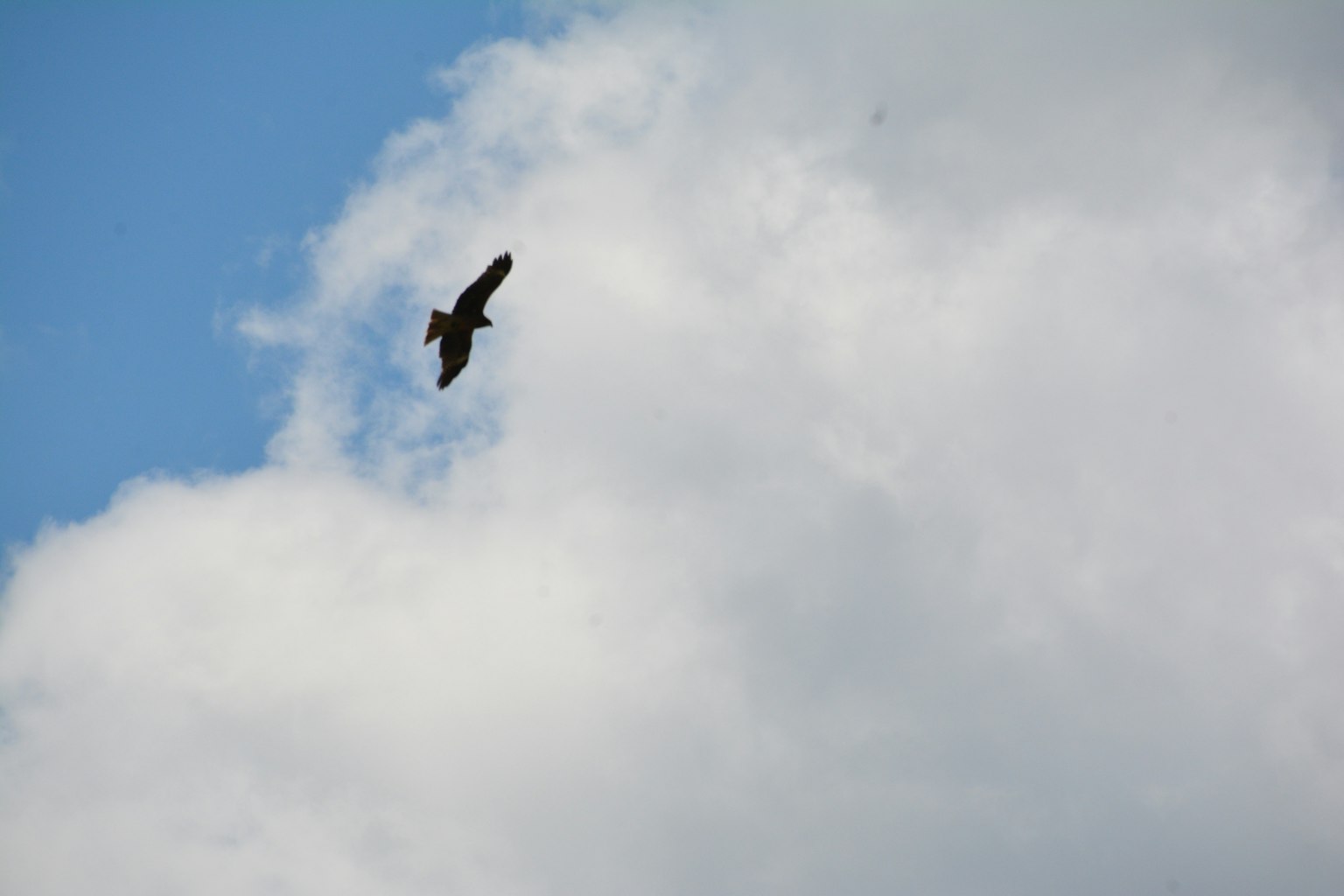 Silhouette of a bird flying in blue sky with white clouds
