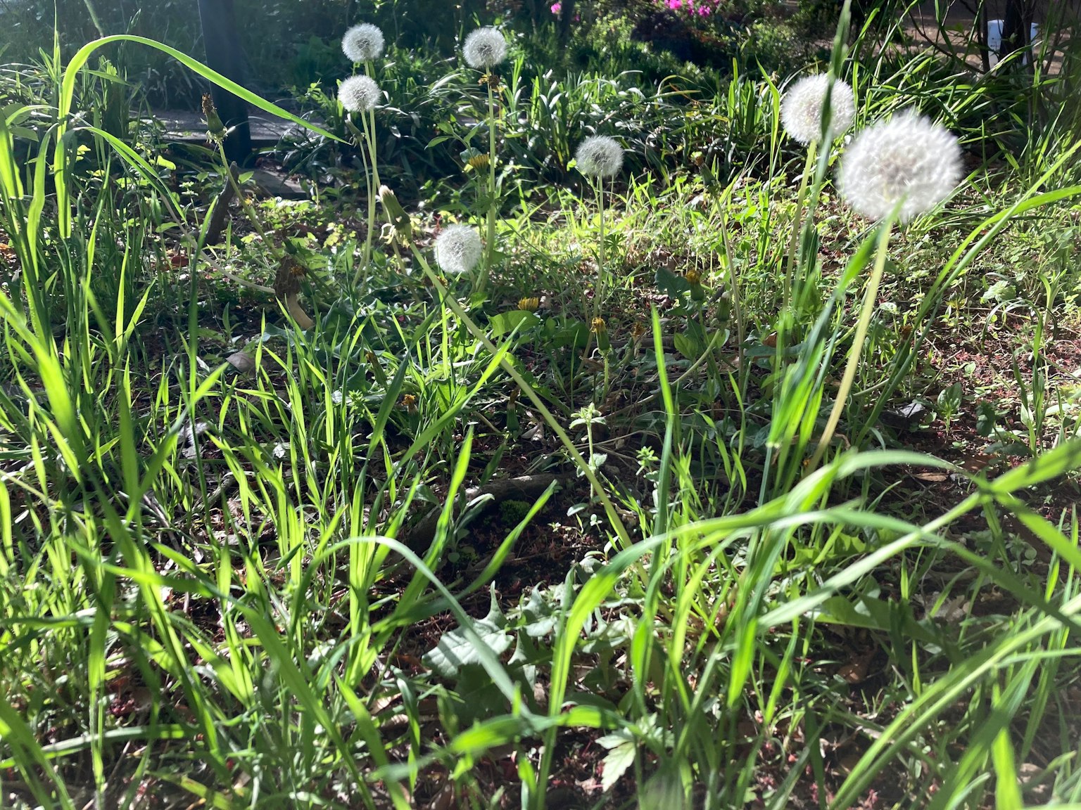 白色蒲公英花在绿色草地上生长