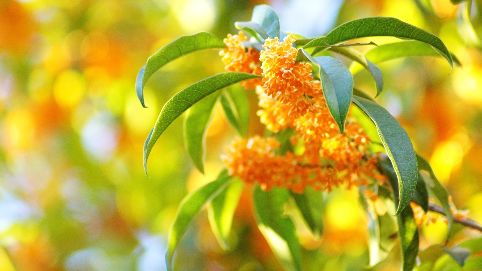 Gros plan sur des fleurs orange vives et des feuilles vertes d'une plante