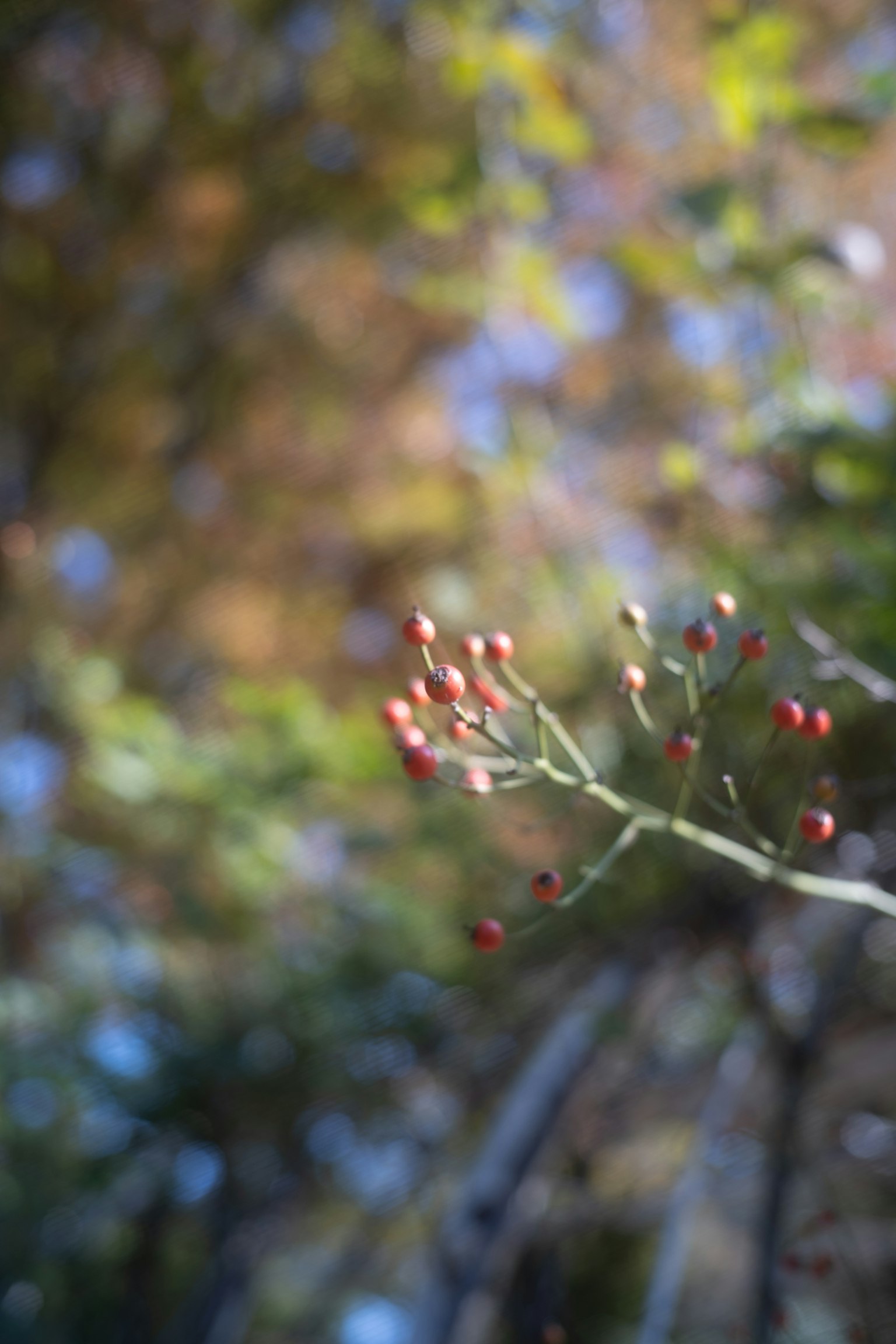 赤い実をつけた植物の枝とぼかした背景の自然