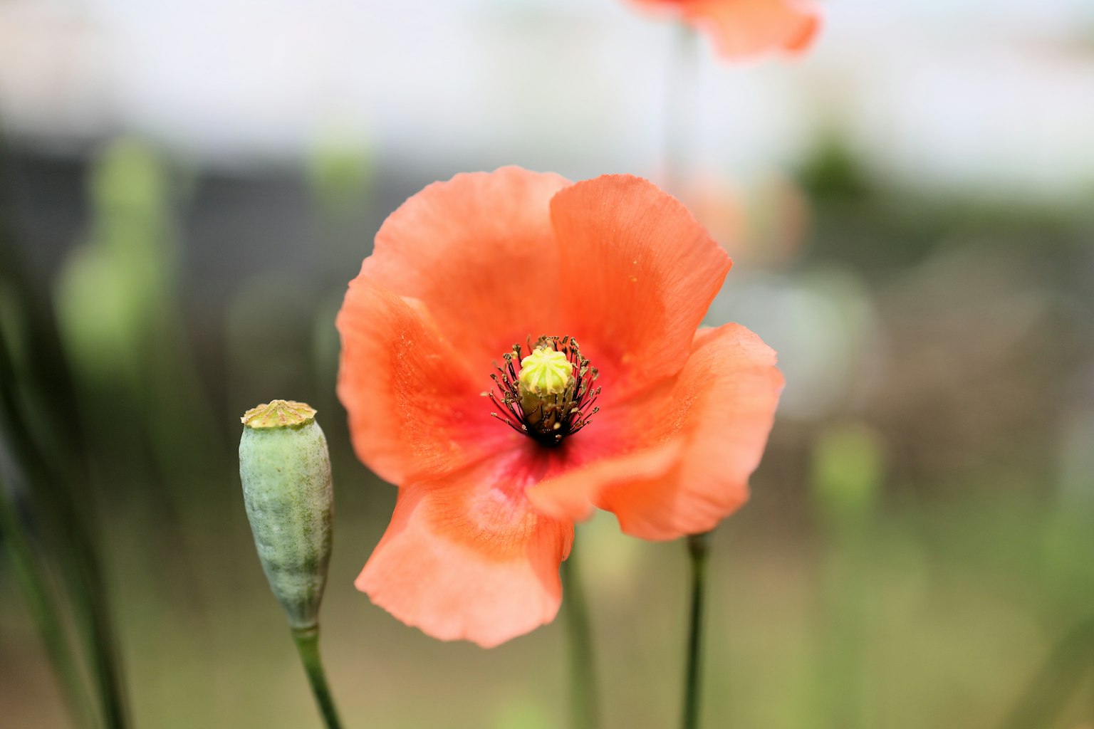 Fleur de coquelicot orange vif avec un bouton en arrière-plan