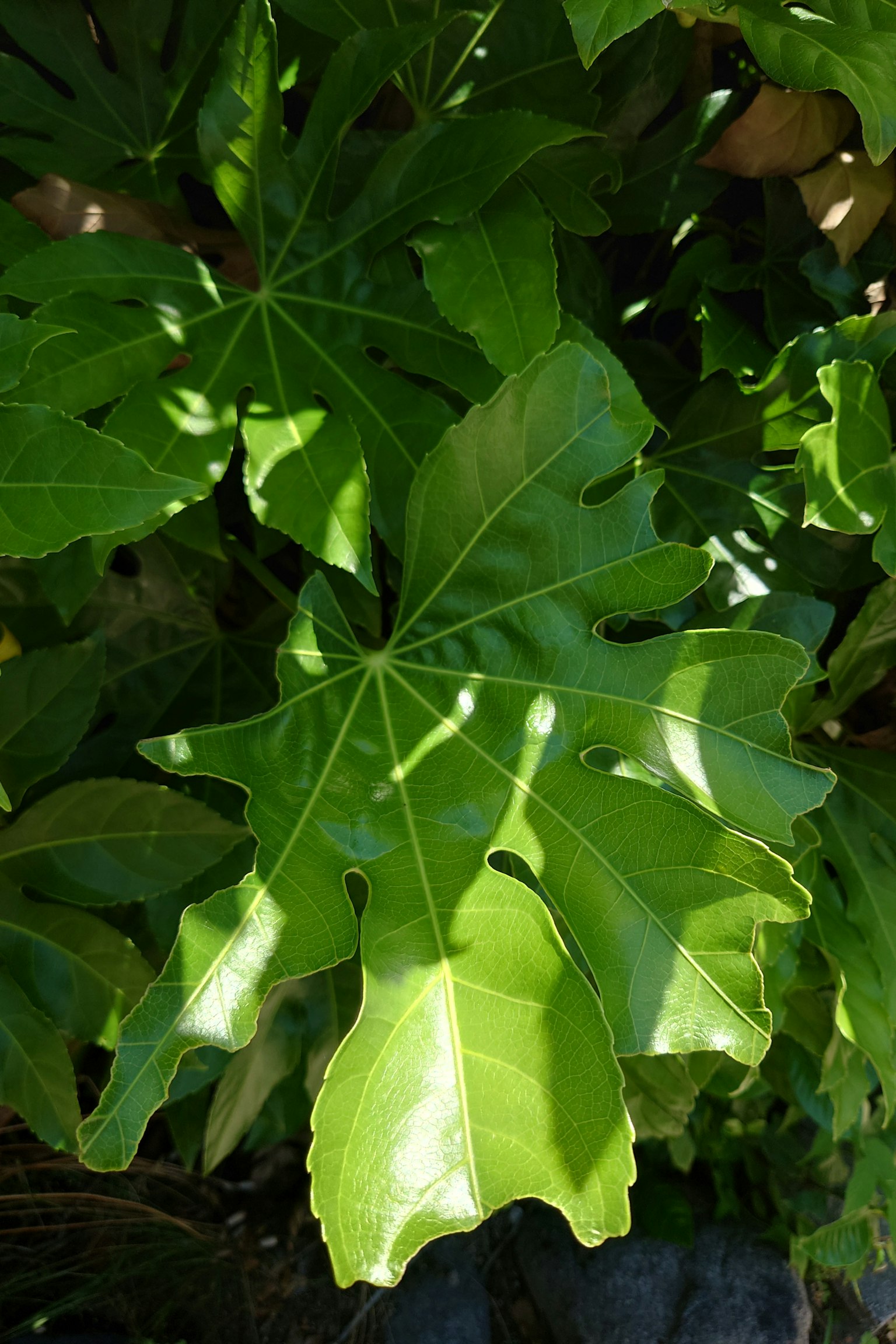 Großes grünes Blatt, das von Sonnenlicht beleuchtet wird