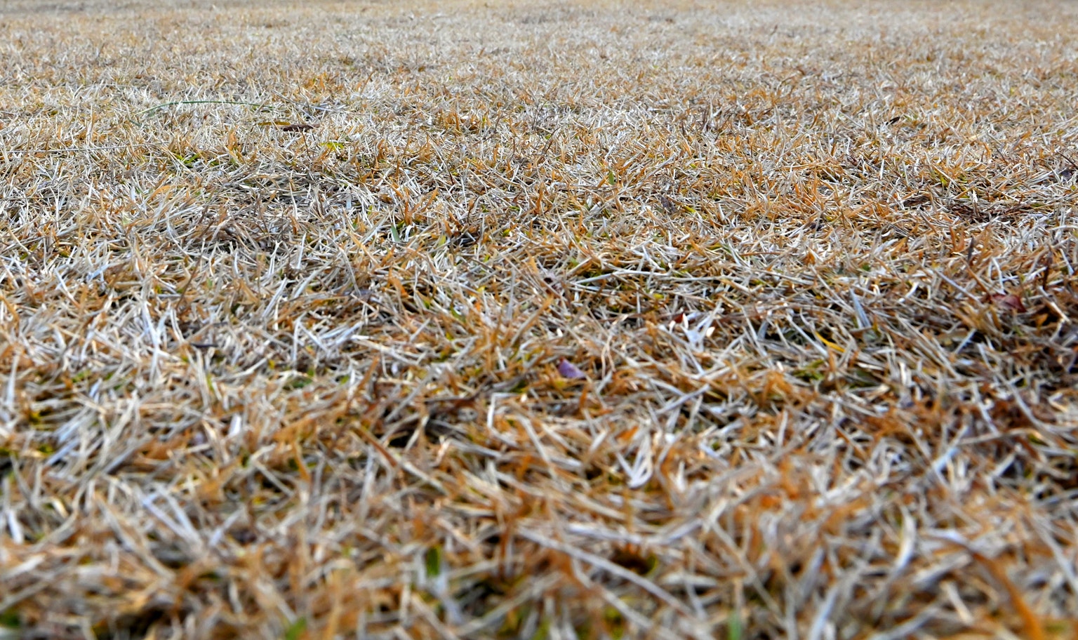 Tutup dekat padang rumput kering menunjukkan rumput coklat dan tanah kering