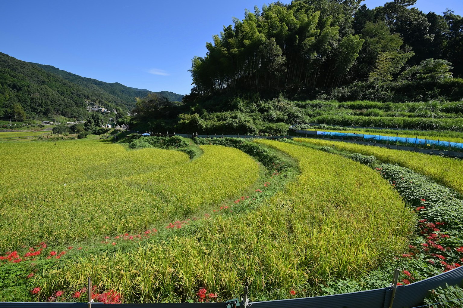 美丽的弯曲稻田和多彩植物的风景