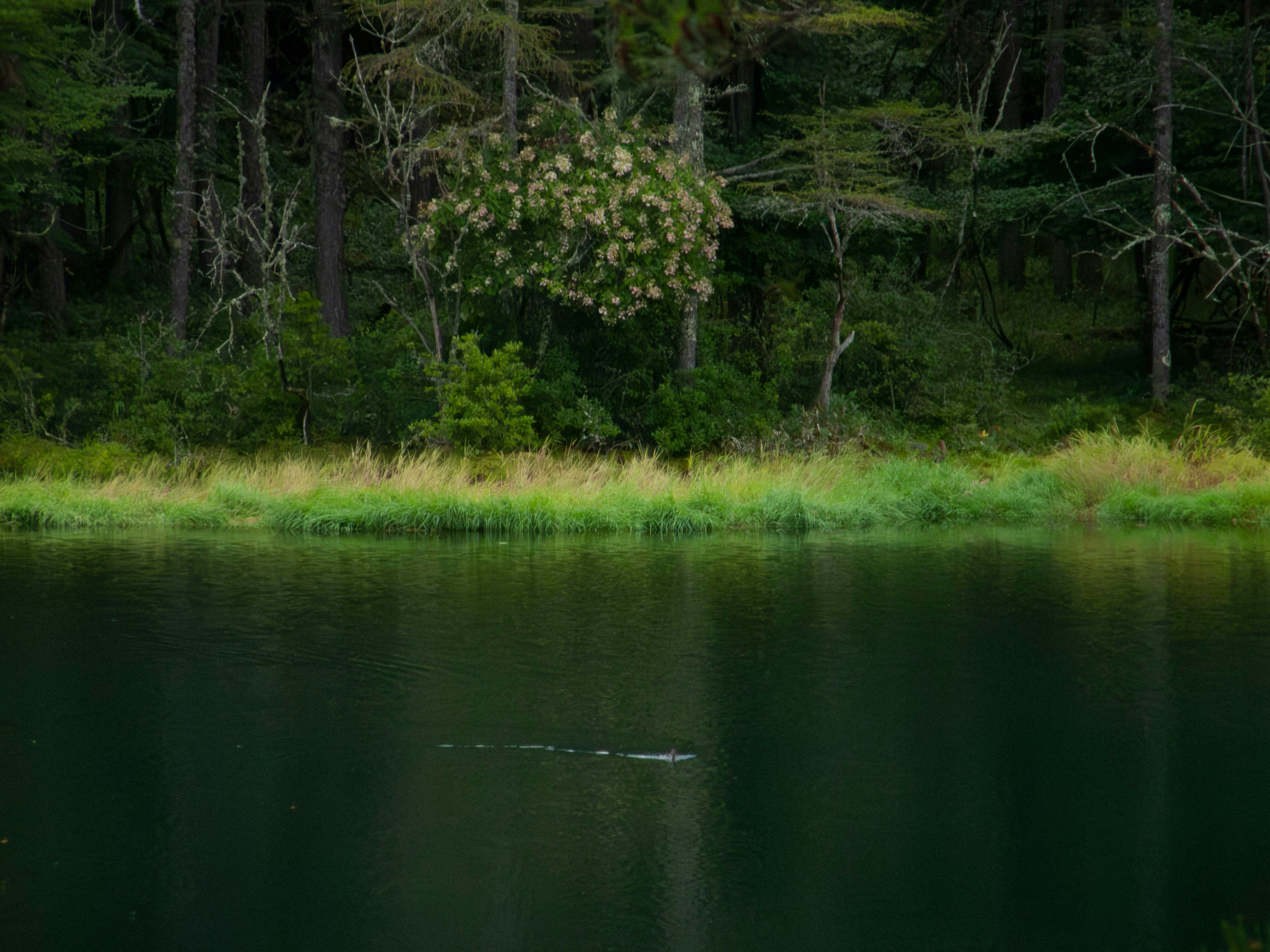 A tranquil lakeside landscape with forest reflections on the water