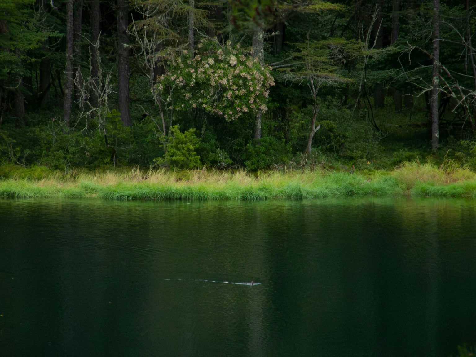 Lago tranquilo que refleja árboles verdes y praderas